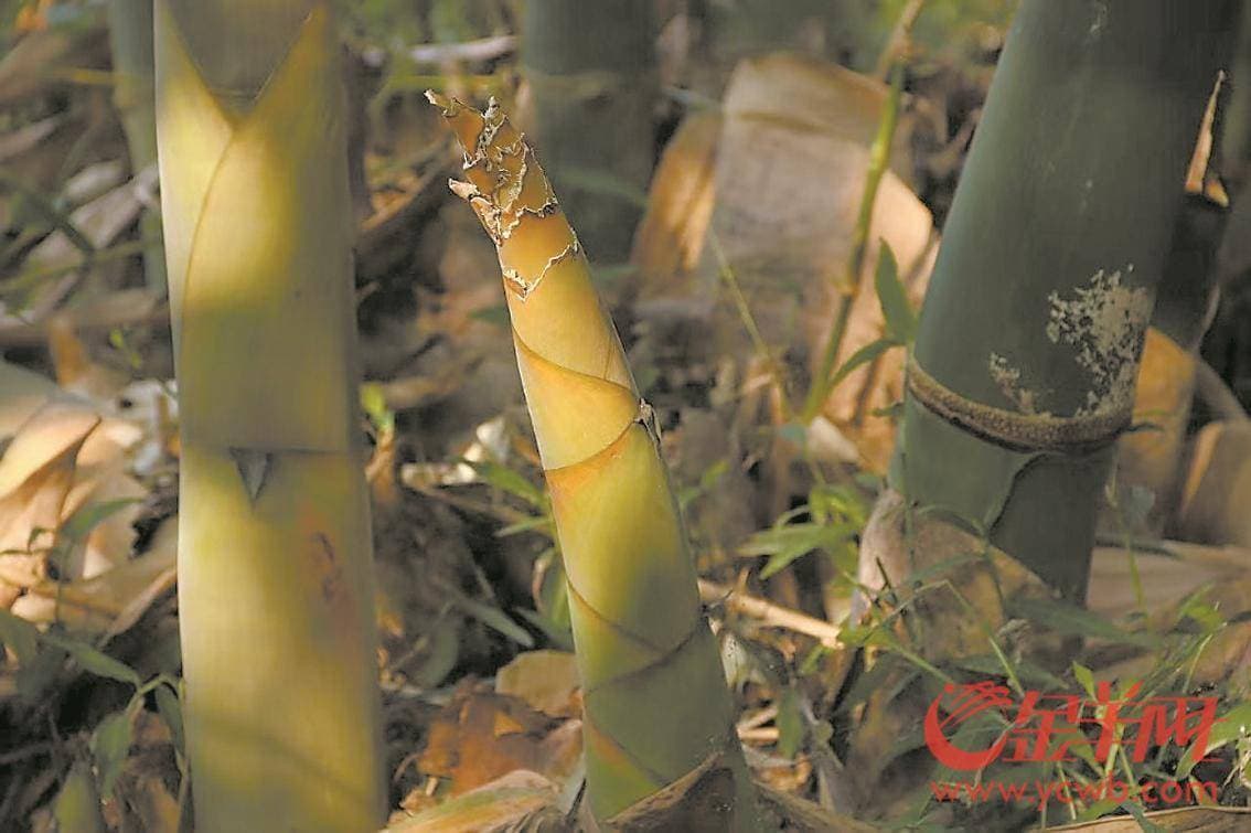 做好土特产文章 广宁洲仔镇竹笋产业撬动乡村经济