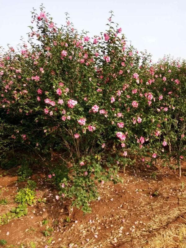 花叶木槿如何繁殖？