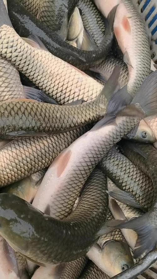 鲈鱼和草鱼（鲈鱼和花鲢的区别）