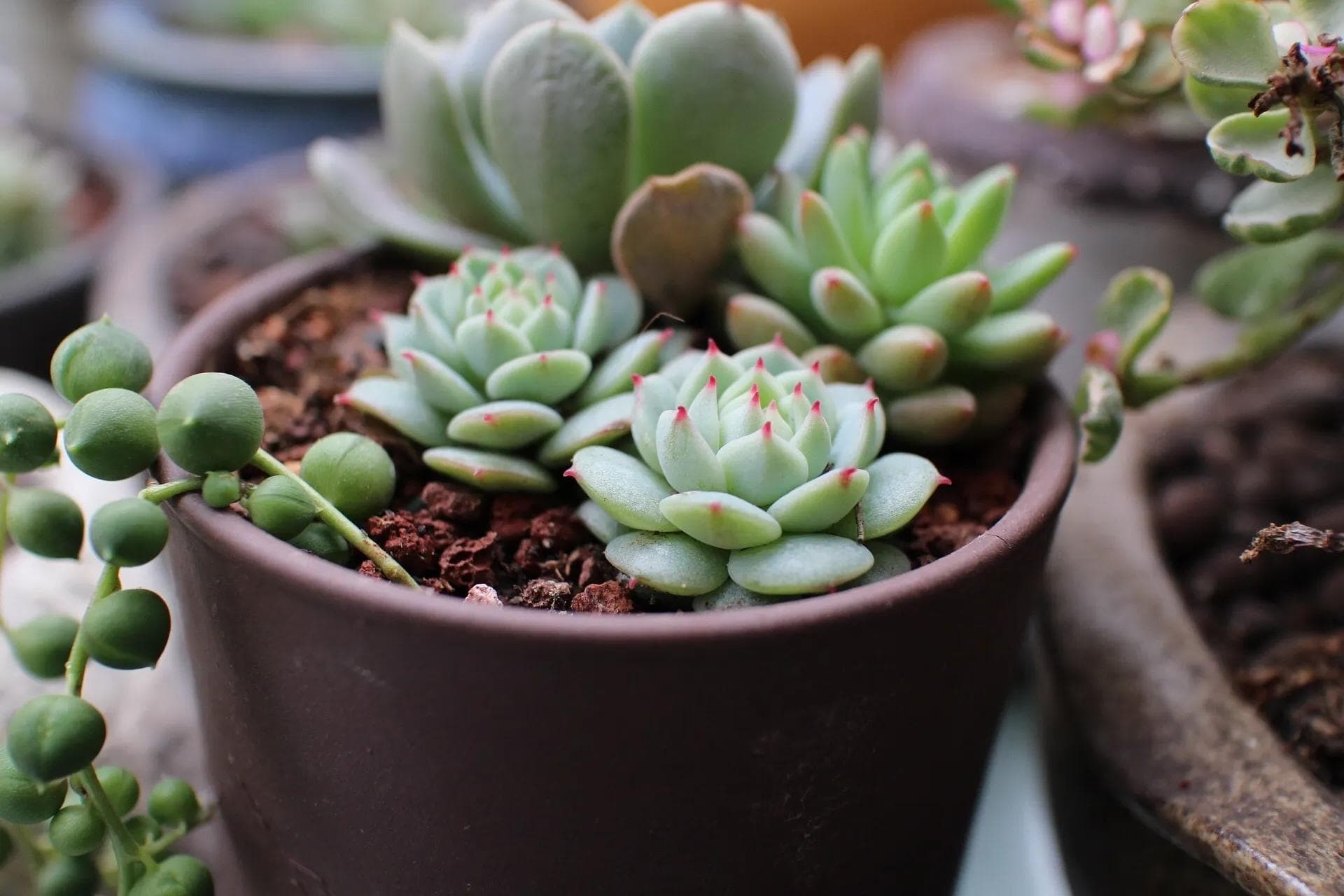 多肉植物养殖全攻略：从土壤到病虫害防治的八大要点