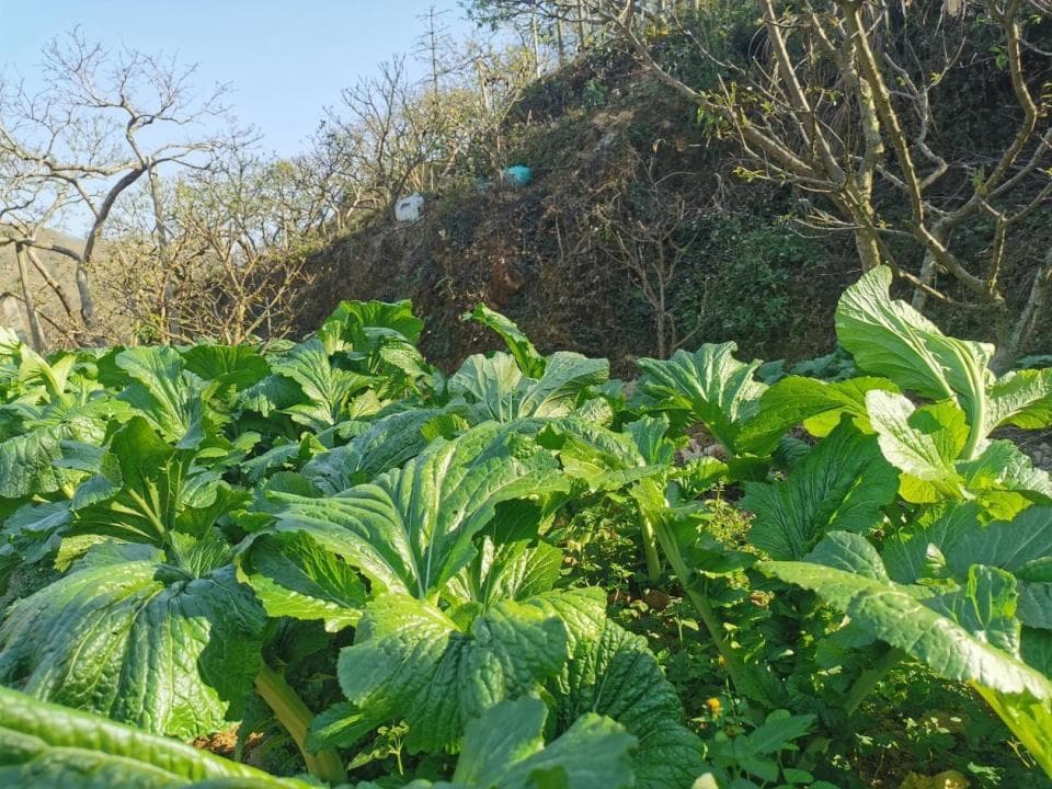 茂名信宜：钱排大芥菜，“冷”出好品质