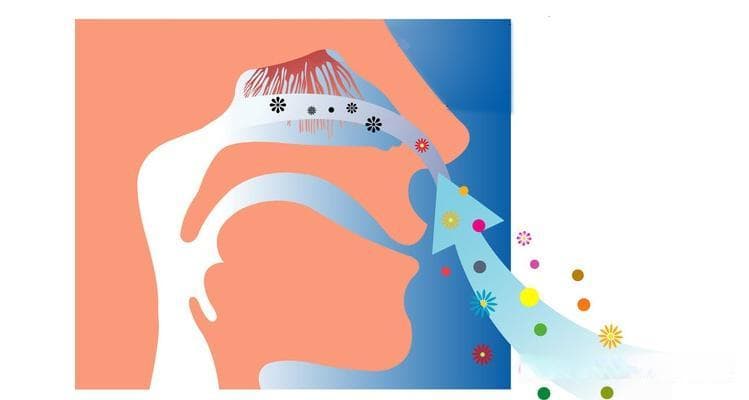狐狸和狗的嗅觉哪个更灵敏？揭秘两种动物的嗅觉优势