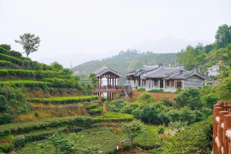 从茶叶到茶旅再到鸭屎香柠檬茶，潮州凤凰单丛的“茶富密码”