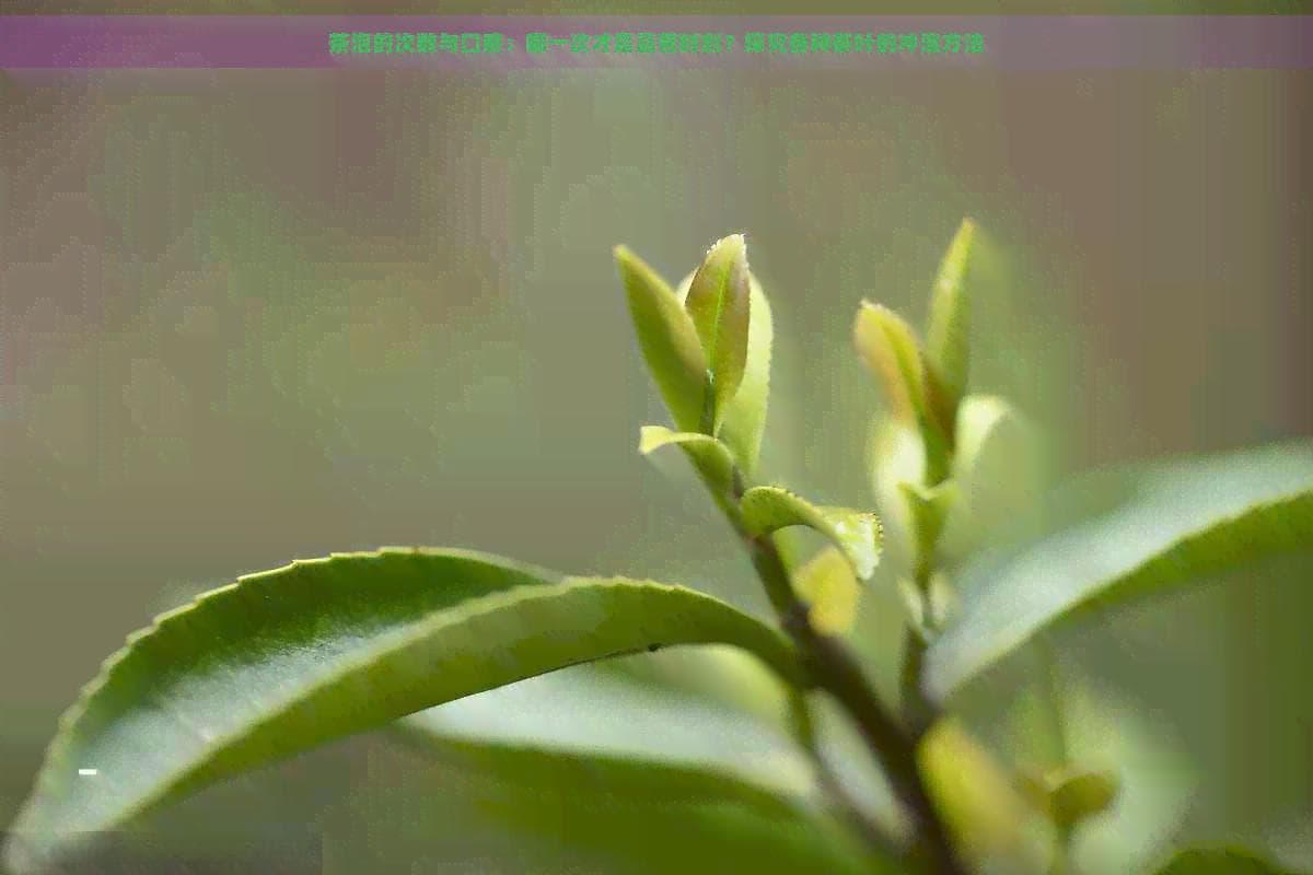 茶泡的次数与口感：哪一次才是品茗时刻？探究各种茶叶的冲泡方法