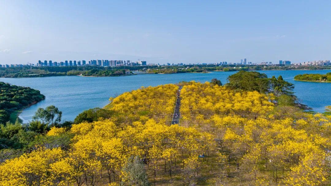 深圳春日赏花必逛！公交直达！