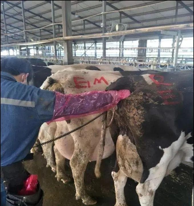 规模化牧场产后保健护理及主要疾病处理方案