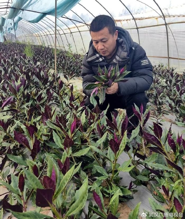 武汉10多种药食同源春菜上市 专家：食用有讲究 切不可贪吃