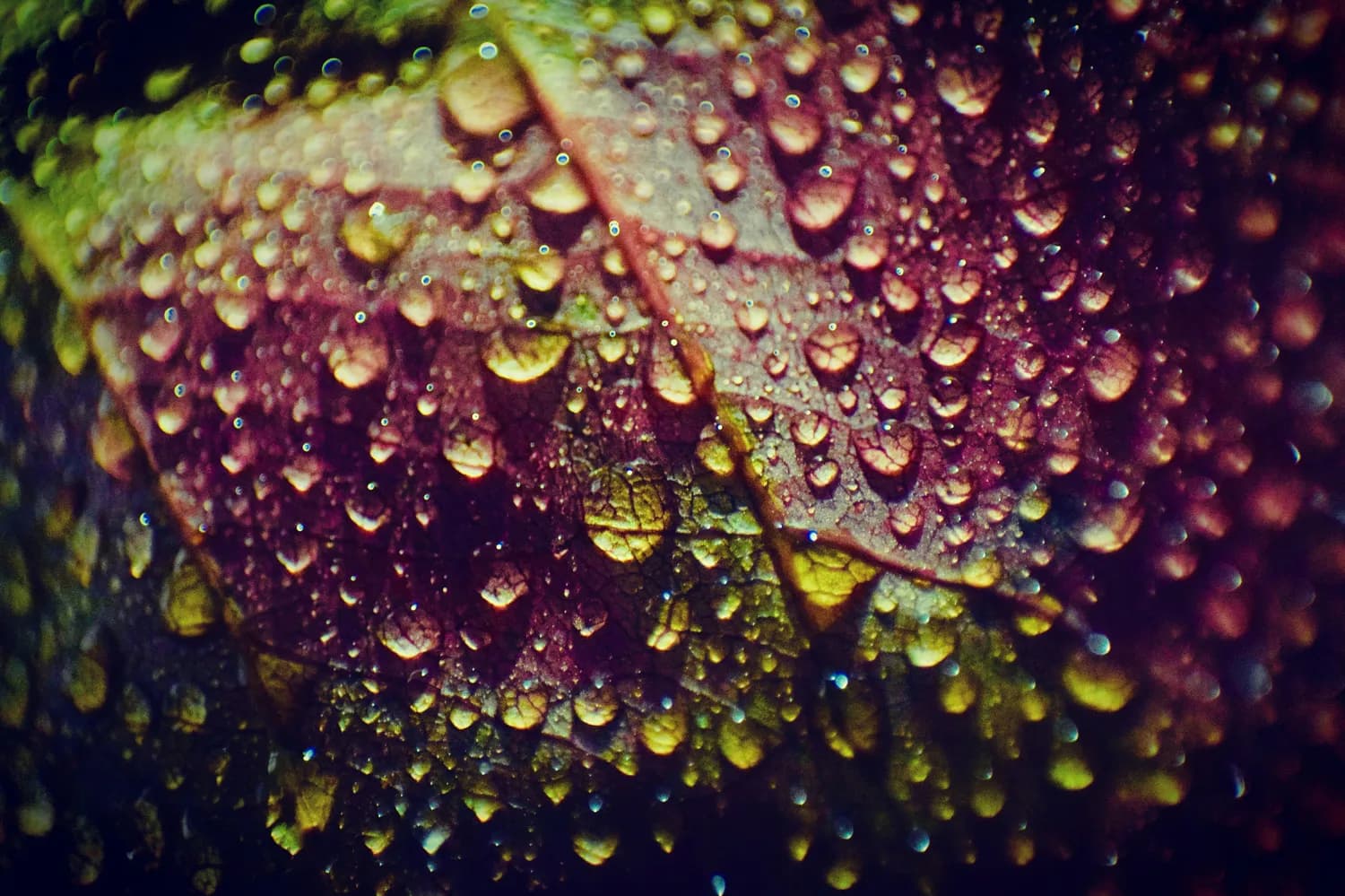 秋冬树叶水滴摄影指南：拍出梦幻效果