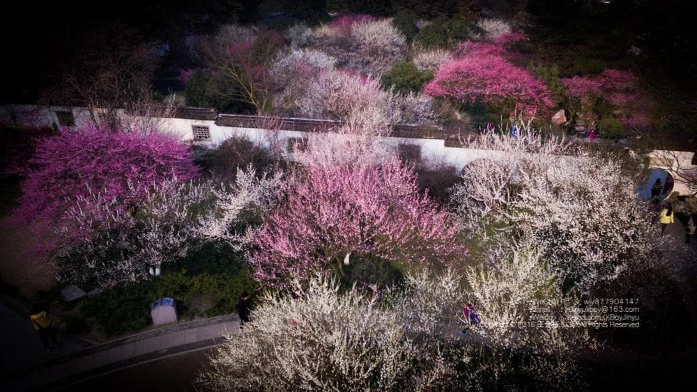 江浙沪赏梅攻略，13处梅花盛开的好地方等你来