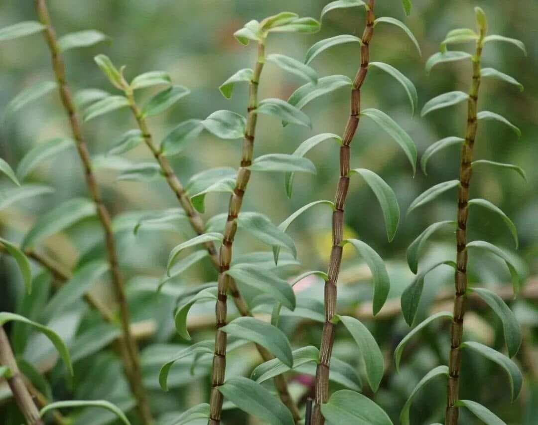中华九大仙草：从铁皮石斛到冬虫夏草