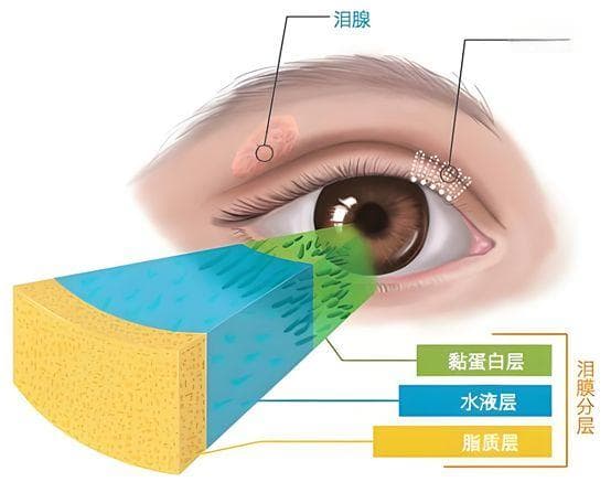 冬季眼睛干是缺水了？专家：你的眼睛可能缺“油”！
