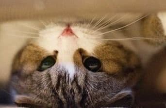 培养猫咪社交，减少认生行为
