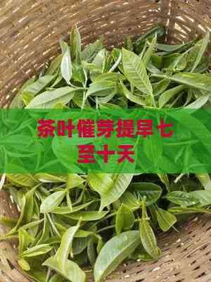 茶叶催芽技术：提前七至十天的效益与风险分析