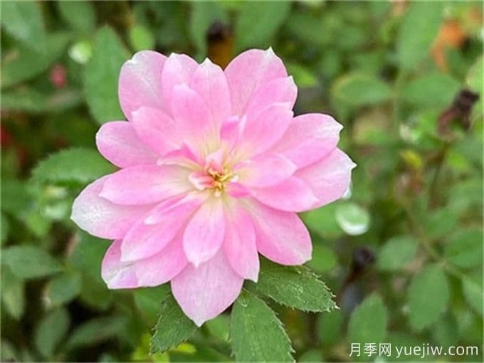 姬乙女月季：世界上最小的月季品种，如何养护才能让它茁壮成长？