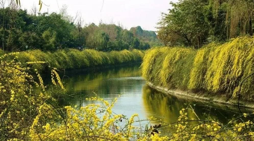 2月底起成都迎春花开，浣花溪公园开启春季赏花季