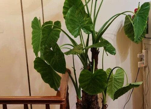 滴水观音的开花周期与养殖技巧