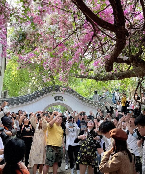 11种“美上天际”的藤蔓花卉，种上一株就能美上一辈子！