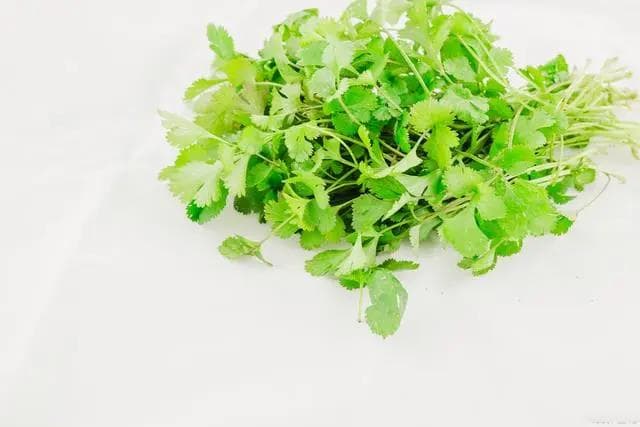 香菜什么时间种植最好？如何种植出苗高？多加一个步骤就行