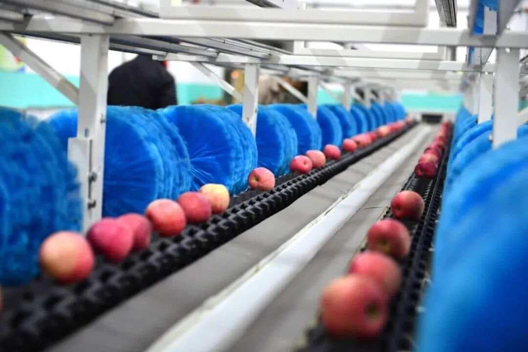 原来苹果等水果打蜡是这样！打的啥蜡？为什么要打蜡？