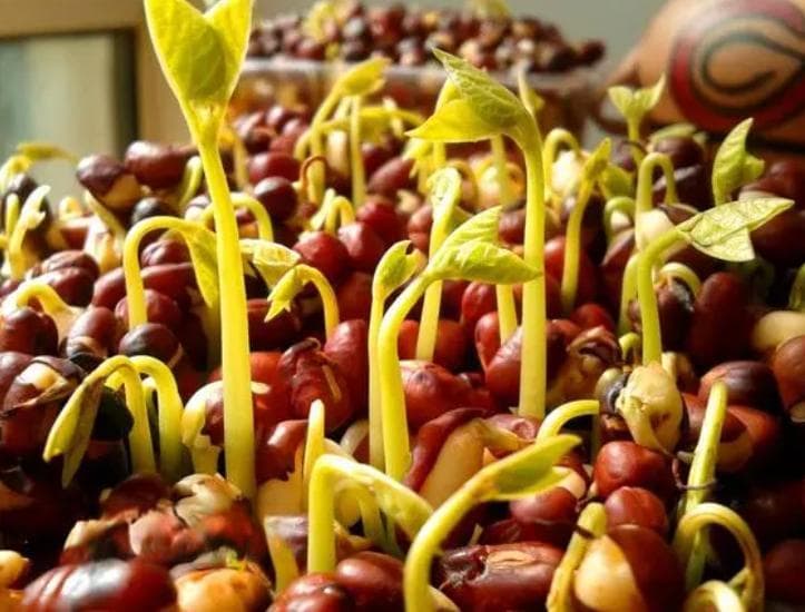 红豆发芽是什么？红豆发芽：解锁健康美味的秘密!