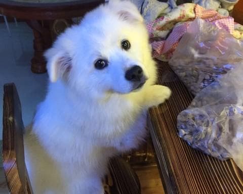 狗狗食用蜂蜜的注意事项及效果
