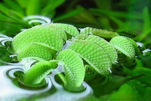槐叶萍：一种观赏与实用兼具的水生植物