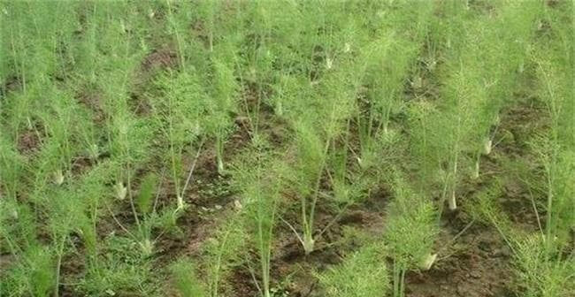 割茬茴香的最佳种植时间是什么时候？种植方法有哪些？