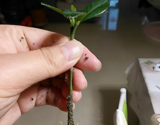 茶花扦插繁殖完全指南：15个关键步骤助你轻松生根