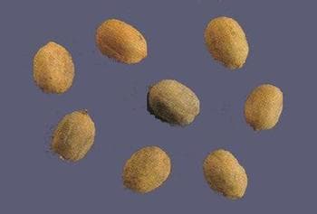 巴豆：从传统应用到现代研究的全面解析