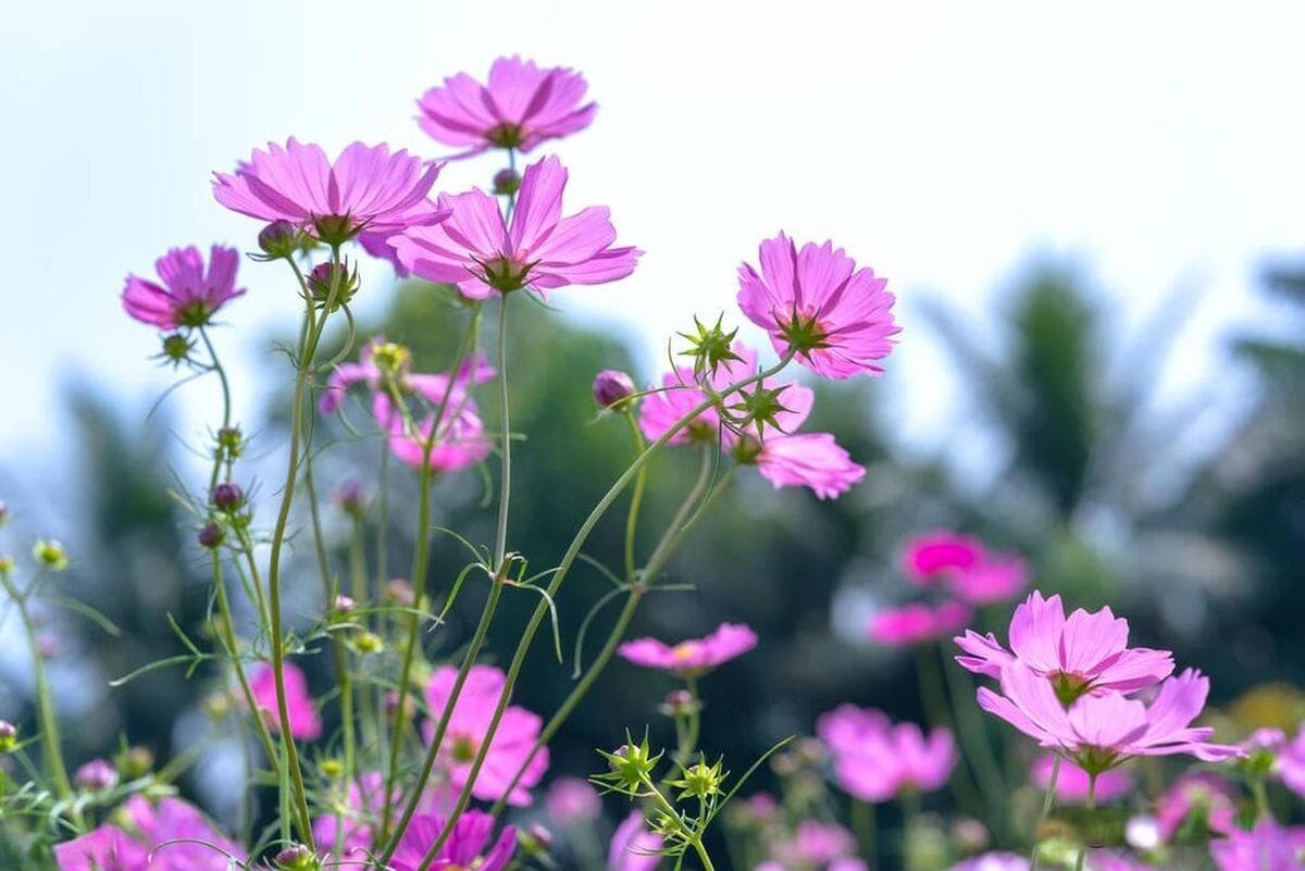 波斯菊种子怎么种植（波斯菊的栽培与管理）