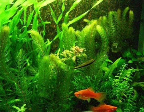 养鱼新手必看：如何通过水草装饰提升鱼缸美观与生态平衡