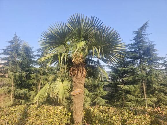 植为你说：棕榈
