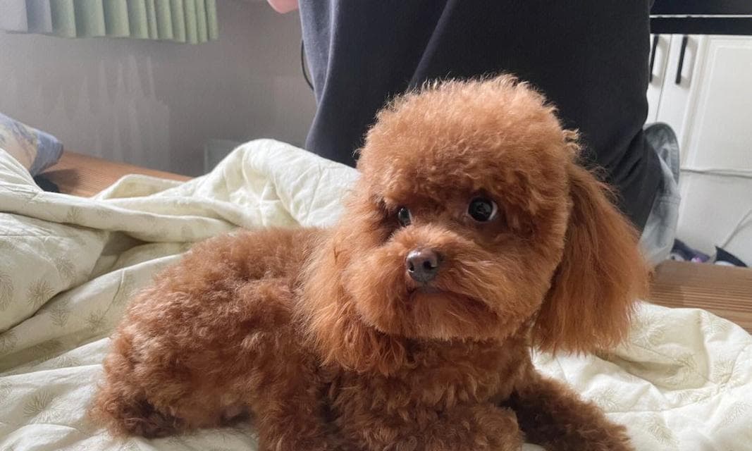 泰迪犬的平均寿命是多少年？如何延长其寿命？