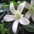 七里香花：形态特征、生态习性、栽培技术与药用价值