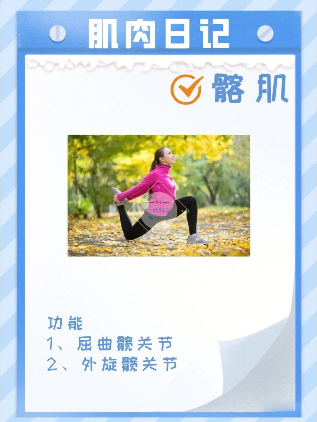 髂腰肌的功能与拉伸方法：从解剖到实践的全面指南