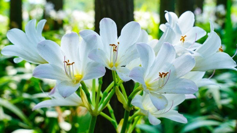 上海植物园石蒜科普展：一花二用，既是观赏佳品又是中药良材