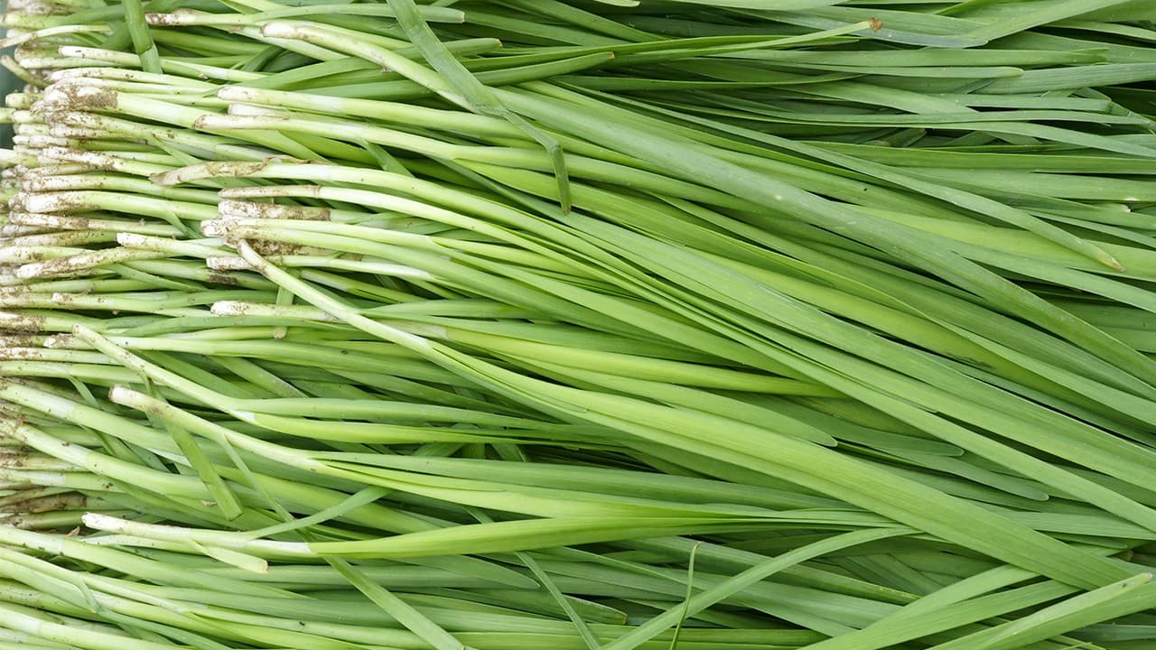 孕妇可以吃韭菜吗 孕妇饮食需要注意什么