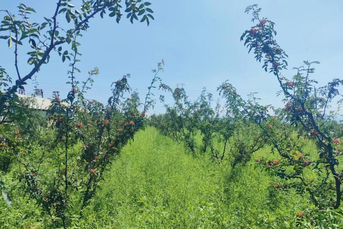 河南省渑池县：依托中药材资源优势 打造新的产业增长极
