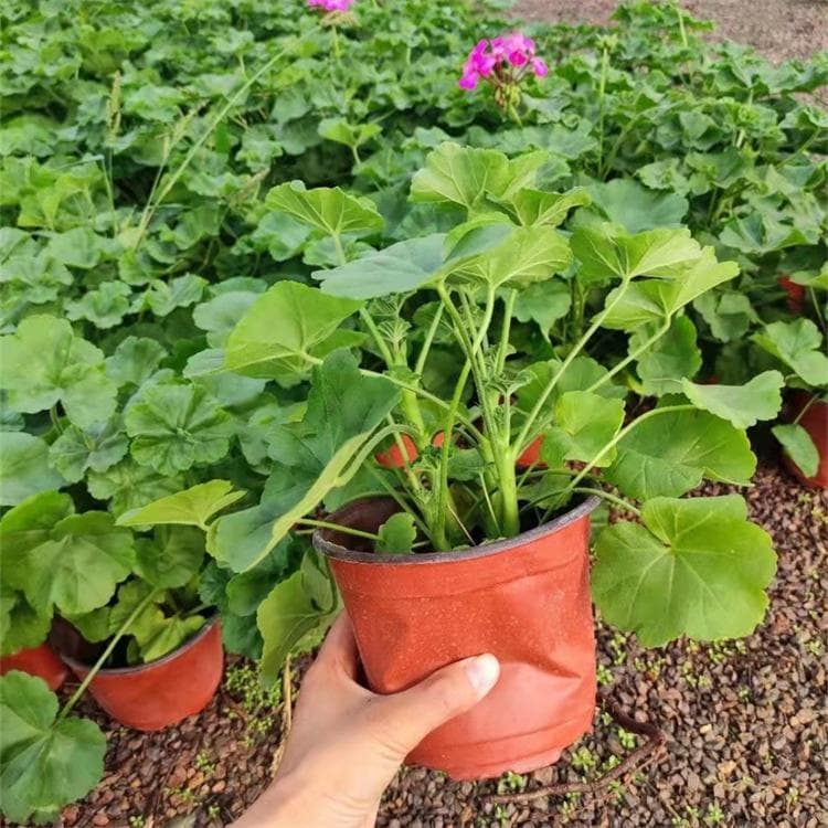 非洲菊播种与开花指南