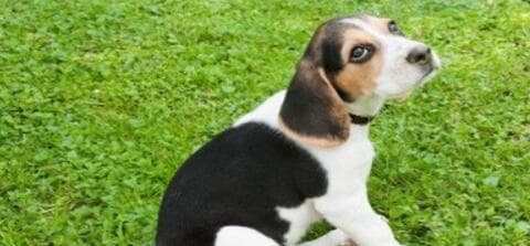 比格犬疾病防治指南：从预防到治疗全方位呵护爱宠健康