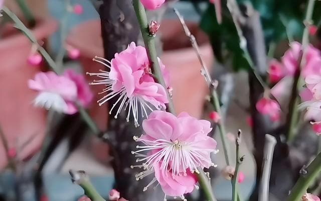 梅花什么季节开花，梅花的花期有多久，梅花要怎么养？