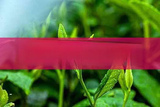 云南大叶种茶树的分类：探究其为乔木或灌木的特性与区别