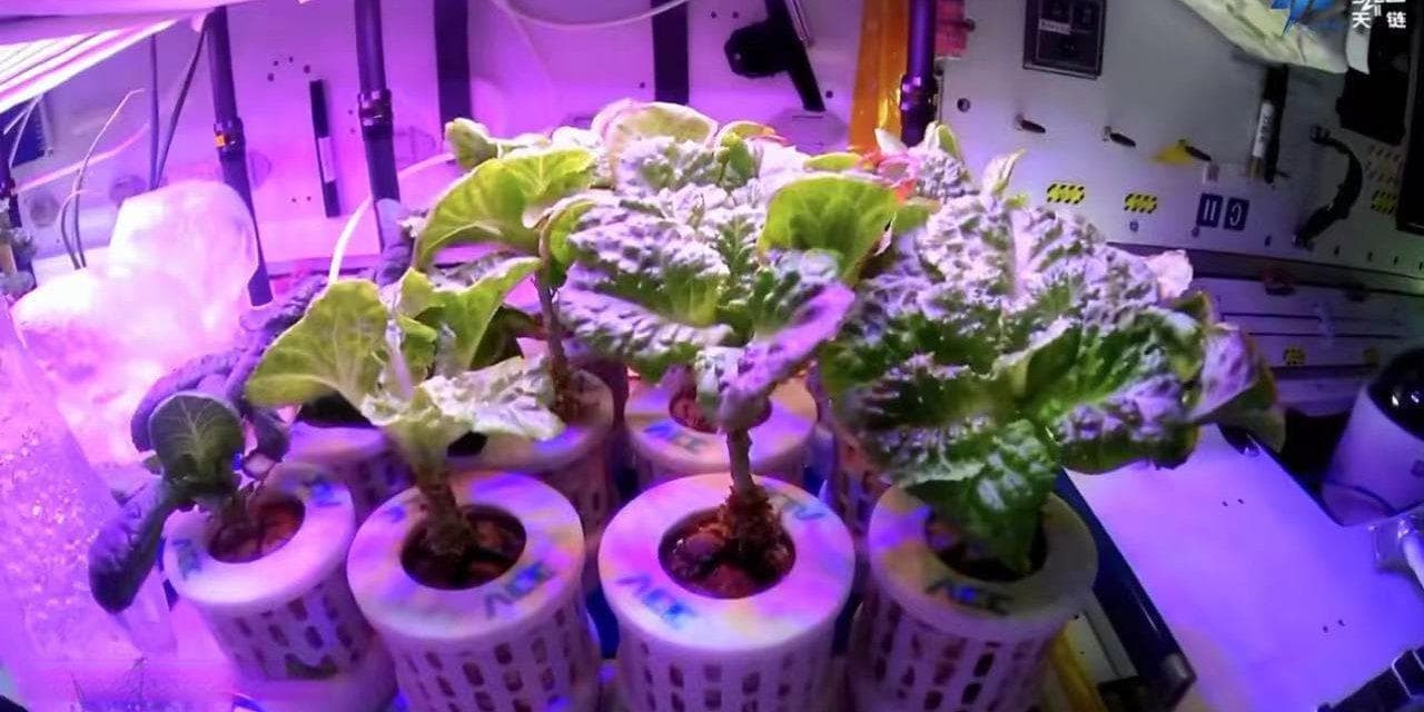 飞向火星，太空农业研究为地球带来“意外收获”