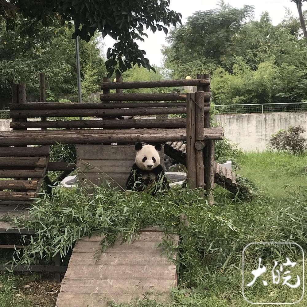 安徽大熊猫为啥这么少？目前仅宿州有一只大熊猫