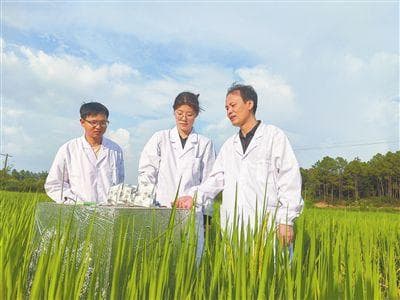 让“酸瘦”土壤“容光焕发”