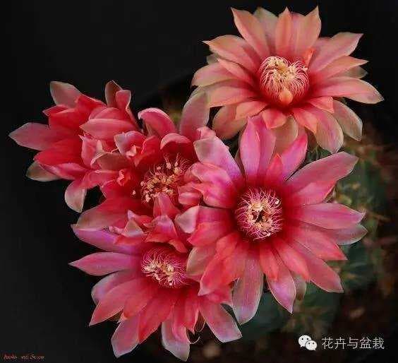 绯花玉仙人球养护指南：品种特点、日常养护与繁殖技巧