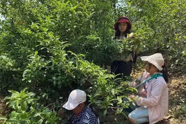 三种常见茶叶罐对比：玻璃、陶瓷与锡罐的优劣分析