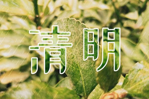 清明节送什么花比较好