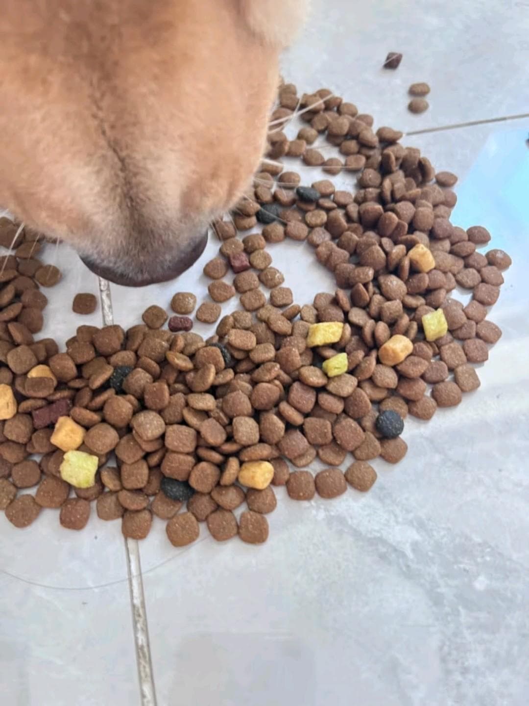 狗狗爱吃的狗粮