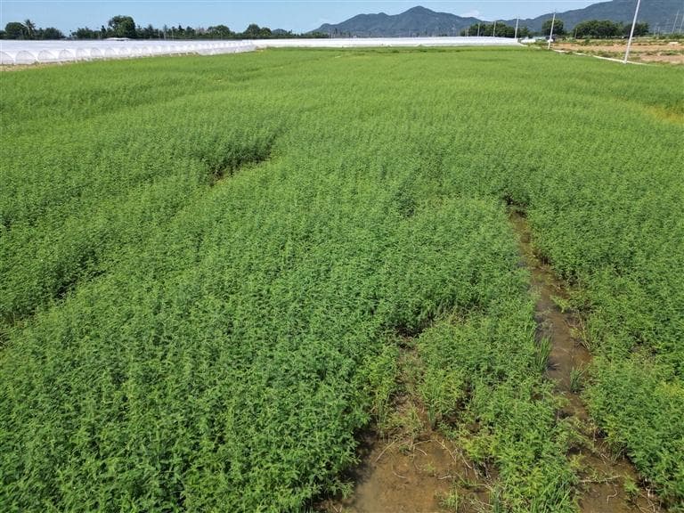 三亚崖州区：种下株株“绿草” 为耕地“增肥”